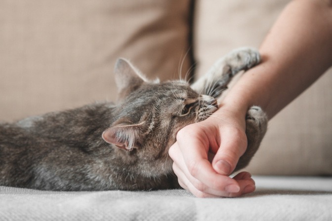 Katze beißt Frau beim Spiel in den Finger