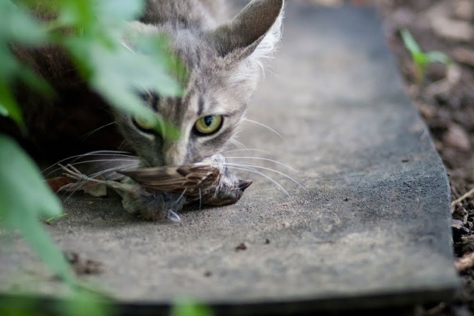 Eine Katze frisst einen Vogel