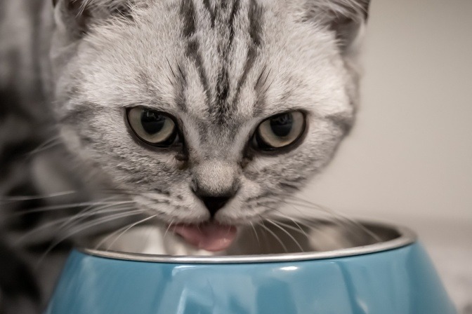 Katze beim Fressen