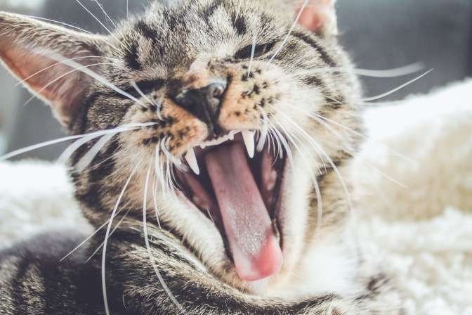 Eine Katze gähnt und reißt dabei ihren Mund weit auf