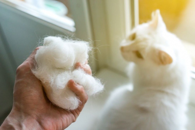 Vermehrter Haarausfall Bei Katzen