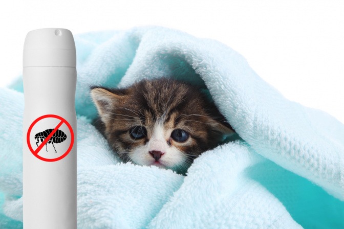 Junge Katze, eingewickelt in einer Decke, vor ihr im Bild ist ein Anti-Milben-Stift.