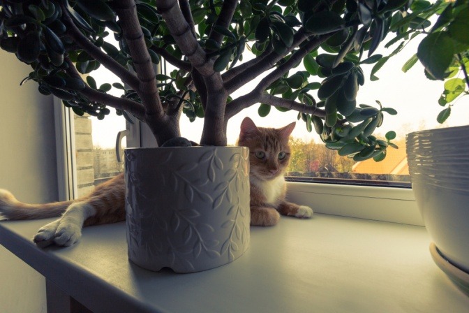 Eine Katze sitzt hinter einer Jade-Pflanze.