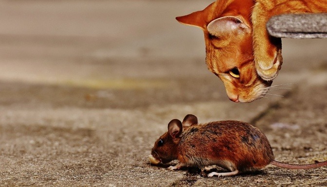 Eine Katze jagt eine Maus