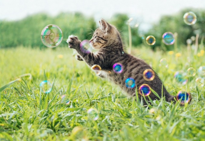Katze jagdt im Freien Seifenblasen