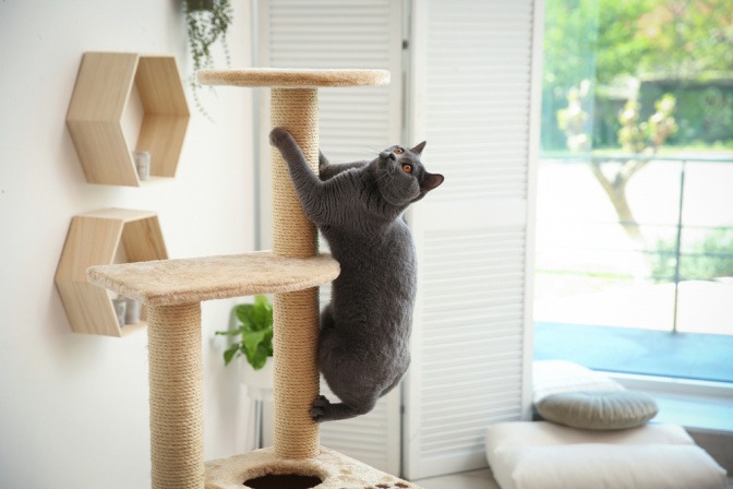 Katze klettert auf einen Kratzbaum