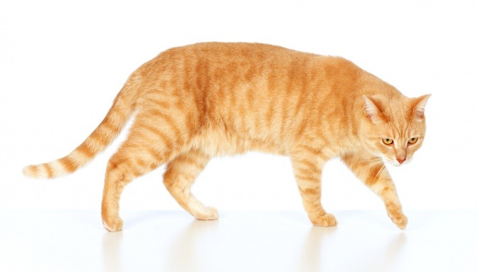 Eine rote Katze hat normales Gewicht