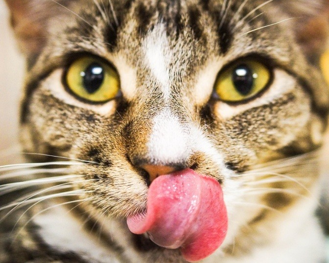 Eine Katze schleckt sich mit der Zunge über die Nase