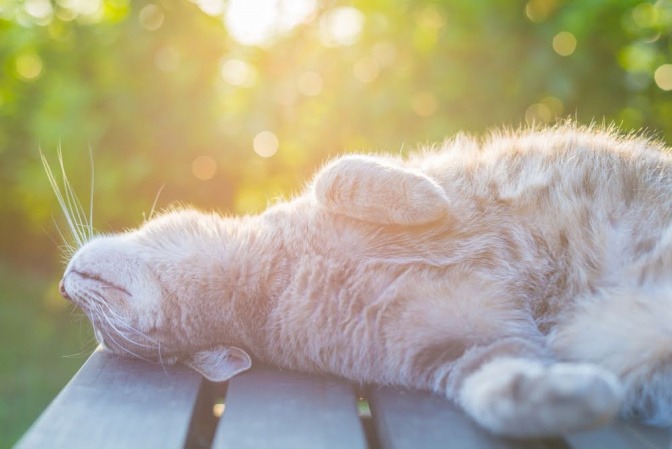 Eine zufriedene und glückliche Katze reckt sich bei Sonnenaufgang in einem Garten.