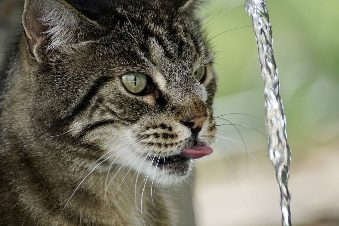 Ein grau-weißer Kater sitzt vor einem Wasserspender. Er streckt die Zunge in Richtung des herabfließenden Wasserstrahls, weil ausreichend Flüssigkeit ein wichtiges Katzenschnupfen Hausmittel ist. 