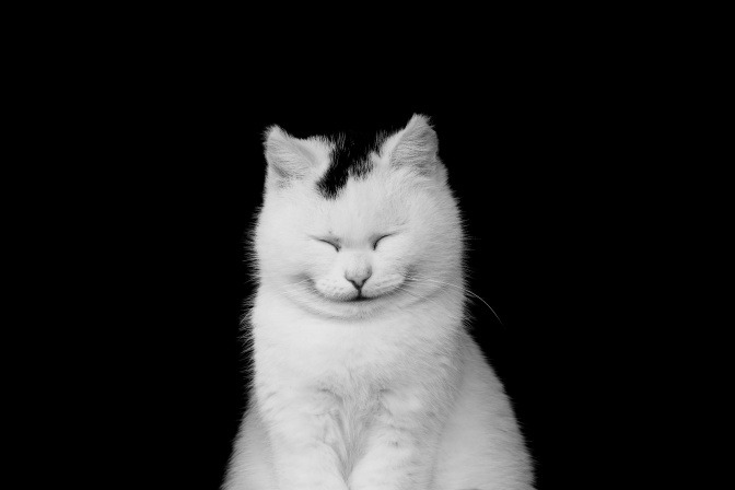 Eine etwas pummelige schwarz-weiße Katze sitzt vor einem schwarzen Hintergrund und hat einen sehr lustigen Gesichtsausdruck. Es wirkt, als hätte sie ihr Gesicht nach innen gezogen, vermutlich, weil sie gleich niesen wird.