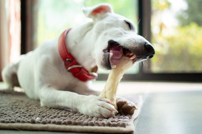 Hund mit Kauknochen zum Zähneputzen
