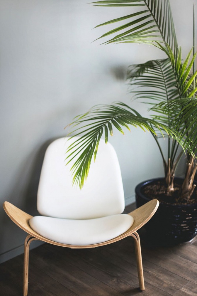 Hinter einem modernen Stuhl steht eine grüne Kentia-Palme