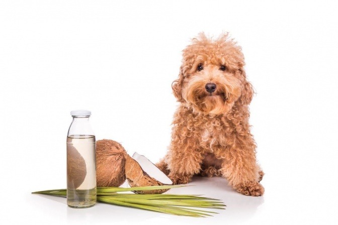 Neben einem Hund steht eine Flasche mit Kokosnussöl