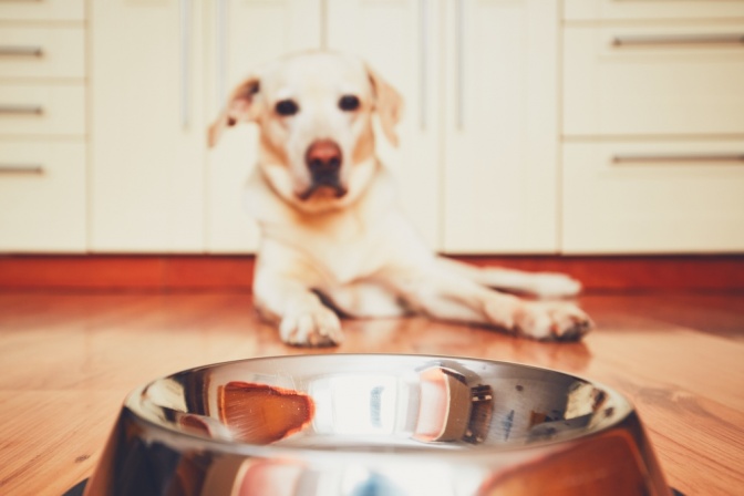 Ein Labrador starrt seinen leeren Futternapf an