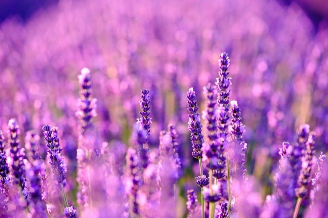 Lavendelfeld im Vordergrund Blüten