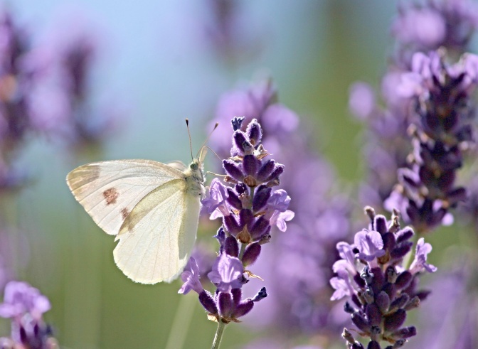 Ein weißer Schmetterling sitzt auf Lavendel