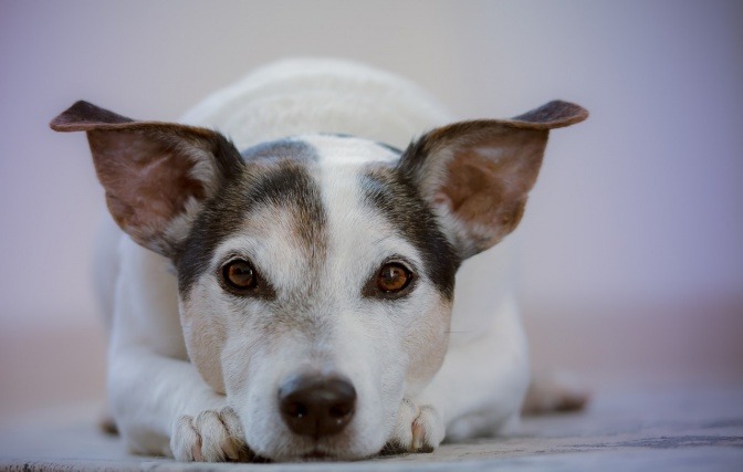 Ein Hund mit großen Ohren liegt