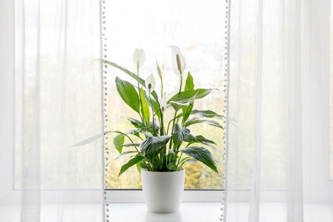 Eine Zimmerpflanze auf einem Fensterbrett
