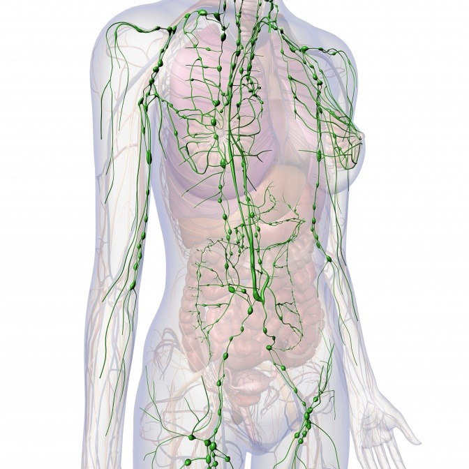 Eine Grafik zeigt das Lymphsystem des Menschen