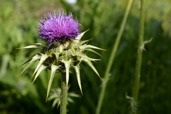 Blüte der Mariendistel