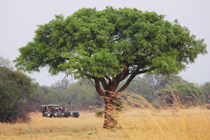 Ein Marula Baum ist in der Savanne