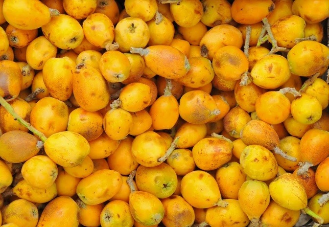 Viele Früchte des Marulabaumes 