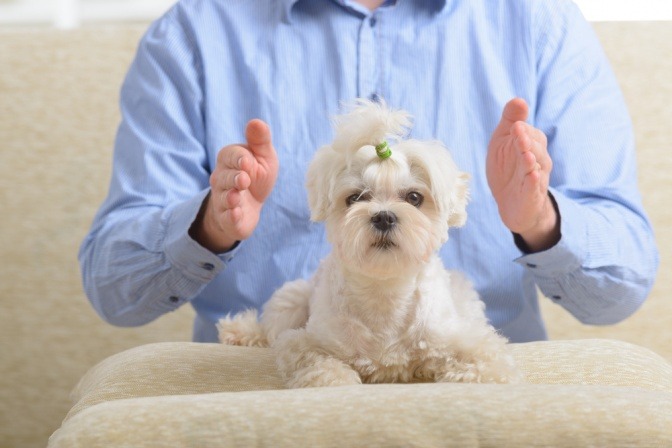 energetische Behandlung bei einem Hund