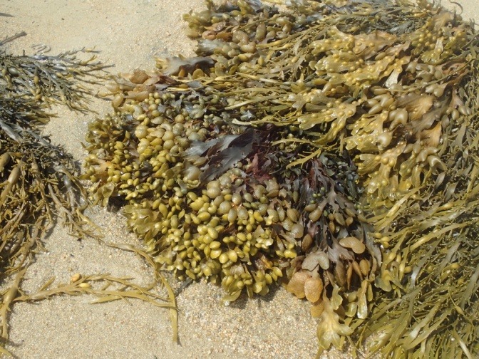 Meeresbraunalgen auf Sand
