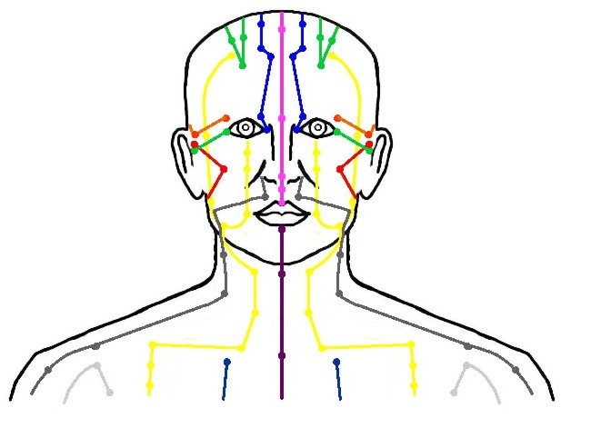 Ein Bild zeigt die Meridiane sowie das Nervensystem