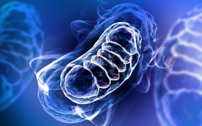 Mitochondrien in einer Grafik