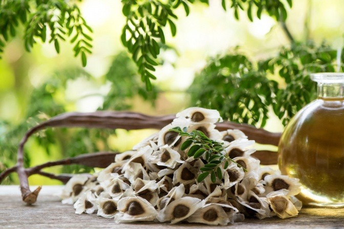 Moringa-Samen und -Öl