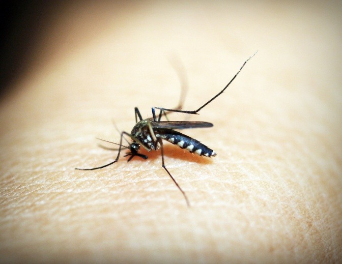 Welche Mittel Gegen Parasiten Konnen Menschen Helfen