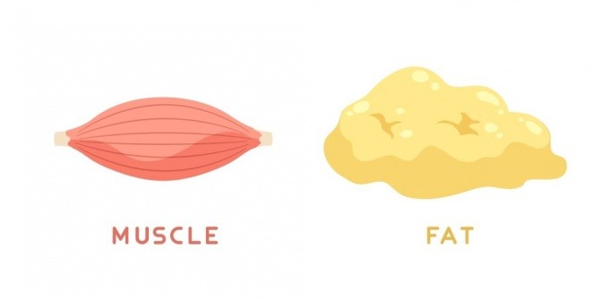Grafik zeigt einen Muskel und Fett