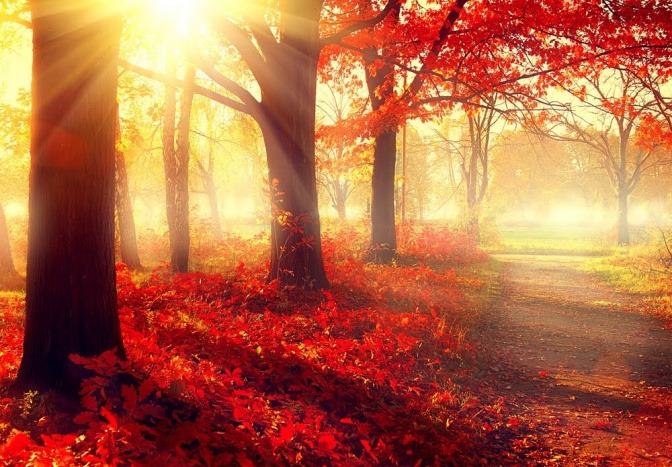 Ein Waldweg im Herbst. Der Boden ist voll von kaminrotem Laub, die Sonne geht hinter den ebenfalls mit roten Blättern bestückten Bäumen unter und wirft gleißende Lichtstrahlen auf den Grund.