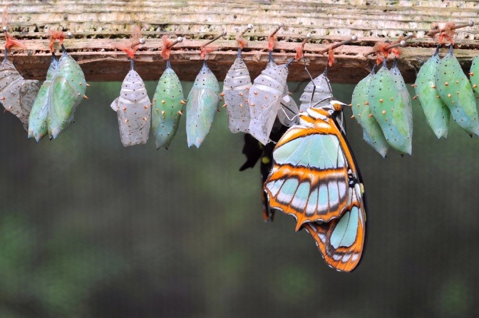 Ein Schmetterling macht nach seiner Verpuppung einen Neuanfang