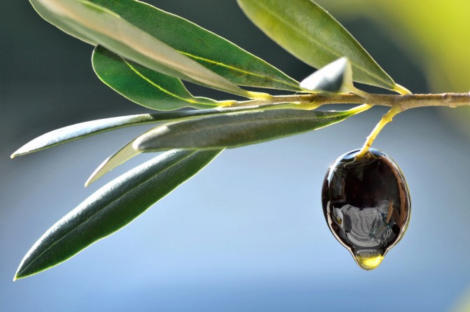 Eine Olive hängt am Baum