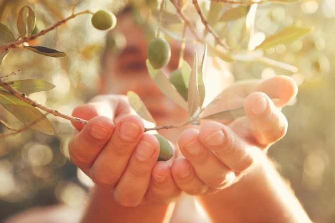 Olivenfrüchte am Baum