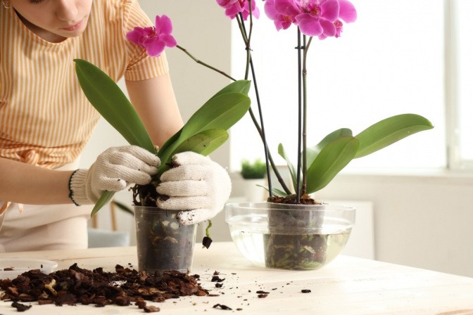 Frau düngt eine Orchidee und pflanzt sie um.