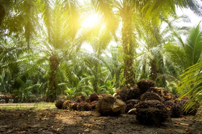 Plantage für Palmöl in der Kosmetik