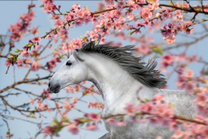 Pferd unter blühendem Baum