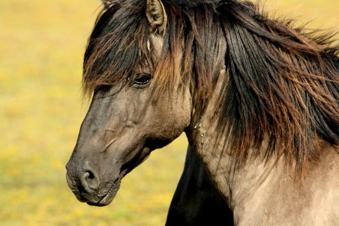 Ein Pferd ist auf einer grünen Wiese