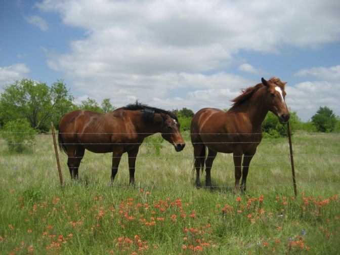 Zwei braune Pferde stehen miteinander auf einer blühenden Wiese