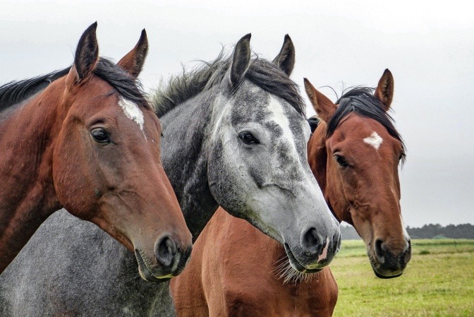 Eine Nahaufnahme dreier Pferde, die nebeneinander stehen und in die Kamera blicken.