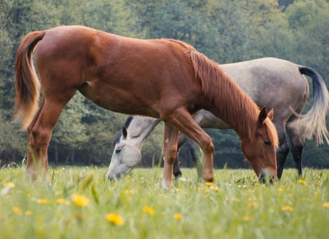 Zwei Pferde stehen nebeneinander auf der Wiese und fressen Gras
