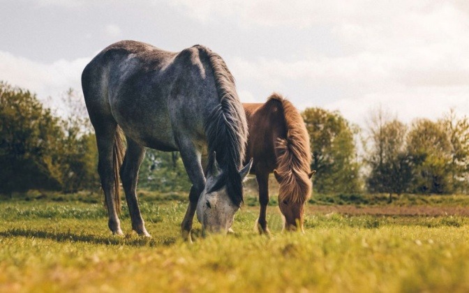 Zwei Pferde grasen nebeneinander auf einer grünen Wiese