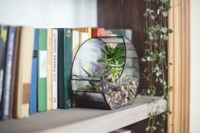 In einem Bücherregal stehen dekorative Pflanzen