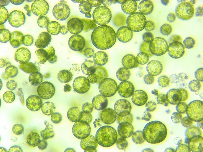pflanzliche Zellen