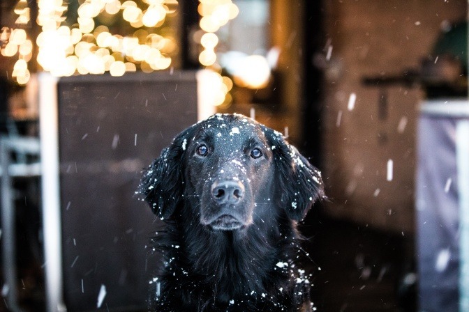 Pfotenpflege Hund Winter naht in riesen Schritten