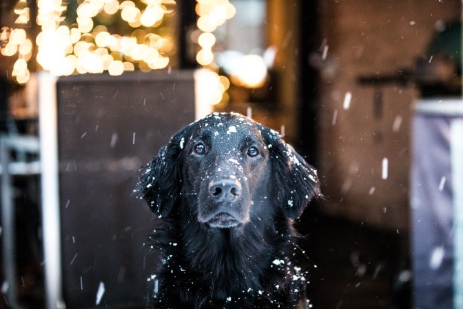 Ob dieser Labrador, der vor einem Geschäft im Schnee wartet, sich Gedanken zum Thema Pfotenpflege Hund Winter macht?